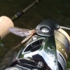 Difficile de rivaliser avec les éclosions ! #fishing #peche #trout #truite #shimano #cardiffci4+ #c2000hgs #illex #streammaster #s1484l #theculturefish