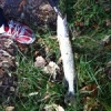 #pike #peche #photo #reins #frenchtouchfishing #shimano #casting #canalmidi #sun #leurre