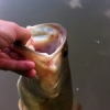 FAIL LOL ???????? #predator #pike #bass #perch #catfish #pound #french #france #brochet #perche #silure #blackbass #fish #fishing #nokill #catchandrelease #release #bait #bigbait #jerk #topwater #water #westinfishing #fatbaitslim #team #fishon #lure #atta