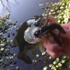 Fishon!!!! ???? hello baby bass ???? #predator #pike #bass #perch #catfish #pound #french #france #brochet #perche #silure #blackbass #fish #fishing #nokill #catchandrelease #release #bait #bigbait #jerk #topwater #water #westinfishing #fatbaitslim #team 