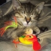 Let me to introduce #cranknouille (en attendant de trouver mieux), la chatte de Culture Quiche #cat #kitten #fishing #illex #voodoofrog  #bass #theculturefish
