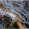 #tenkara #thymalus #theculturefish #thymalustymalus #thymalusthymalus #thegraylingparade #traditionaltenkara #ombre #peche #photo #pechesportive #sportfishing #fish #fishing #flyfihing #flyfishing #flyfishingaddict #fishingpictureoftheday #gobage #lovefis