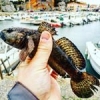#sea #peche #rockfishing #rockfitness #illex #reins #creatures #gobie #fish #fishing #sun #port #pieuvre #poulpe #seche #hiver sun #shimano #microjig #ul #aude #waterismystadium #nokill #theculturefish #frenchtouchfishing #catchandrelease