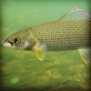 #theculturefish