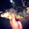 #spinning #ultralergers #daiwa #leurre #river #perche #peche #aude #nature #Nokill #shimano #summer #nature #bg