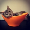 Tranquille le chat de Culture Quiche ! #cranknouille #theculturefish #cat #chat