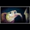 Menu du jours : 
petite goulu de seine en tartare de blanc pré-digéré.... #theculturefish