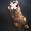 #cranknouille , le chat de la web-série dont vous êtes les héros - www.culturefish.fr #theculturefish