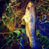 #Theculturefish