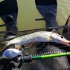 #peche #casting #nokill #pike #reins #shimano #aude #lake #floatube #leurres #jolie #palme #theculturefish #jmc #vent #nature #soleil