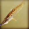 #pike #peche #theculturefish #reins #lake #leurres #aude #floatube #jmc #jolie #casting #joliephotodemoimeme #fish #aude