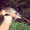#theculturefish#flyfishing#browntrout#ribnik#bosnie#soucheadriatique