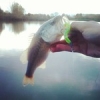 Black bass d'automne ! #rockvib#theculturefish#bass#lightgame