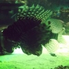 #theculturefish #fish #aquarium #predator #nice