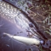 #theculturefish #pike #peche #photo #pikefishing #pechesportive #sportfishing #fish #fishing #fishingbaits #fishingpictureoftheday #gunki #sweepgun #leurre #lovefishing #catchandrelease #brochet #nokill #shad