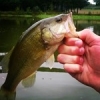 #theculturefish