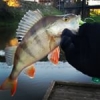 Sans doute le dernier fish de 2014 ;)
Une belle saison clôturer par un joli poisson !
#lehavre #perche #oneup #theculturefish