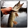One more #pike#theculturefish#fish#fishing#catch#of#the#day#no#kill#noki?l#caperlan#iwaki#softbait