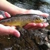 Summer Trout.
#theculturefish #illex #streammaster #tricorollLMDLT