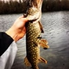 #first#pike#soft#bait#caperlan#iwaki#4,5inch#theculturefish#fishing#happy