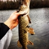 #first#pike#soft#bait#caperlan#iwaki#4,5inch#theculturefish#fishing#happy