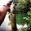 Beaux brochet au spinnerbait #pike#brochet#spinnerbait#hardlure#softlure#catchandrelease#no#kill#berkley#theculturefish#landscape#nice