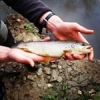 First trout of the year 
Ouverture ????
#theculturefish #blackminnow 
#LeCens