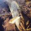 #dexter #illex #fish #fishing #pike #peche #brochet #broc #jerkbait