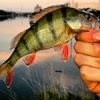 #fishing #shimanofishing #oneup #streetfishing #perche #catshandrelease #theculturefish