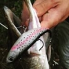 #pikeoftheday #theculturefish #CTI