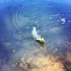 40+ #pike on the #spinnerbait#nice#strike#sun#theculturefish#lure#hardlure#berkley#no#kill#nokill