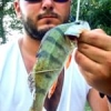 #illex #fish #reins #rinjer #rivers #aude #water #wild #theculturefish #waterismystadium #rockvibes #frenchtouchfishing #perche #perch #cool #nature #pola