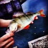 #achiganfishingteam #streetfishing #fishing #perche #theculturefish #belgium