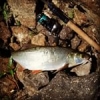 Aspe de Loire 
#theculturefish #baylinercf #oneup #Loire