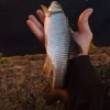 #street #fishing #angling #urban #lures #chub #softbait #nokill #catchandrelease #theculturefish #fishoftheday #instafish #cti