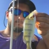 #illex #fish #reins #rinjer #rivers #aude #water #wild #theculturefish #waterismystadium #rockvibes #frenchtouchfishing #perche #perch #cool #nature #pola