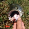 #aspius #fishing #theculturefish #cti
