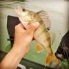 #peche #carnassiers #fishing #perche #theculturefish