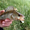#perch #fishing #lure #angler #nokill #CTI #theculturefish