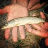 #fishing #streetfishing #shimanofishing #theculturefish #mini #brochet #pike #belgium