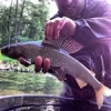 #thymalus #theculturefish ##ombre #nokill #catchandrelease #grayling #flyfishing #fishing #fish #dryfly #peche #pechesportive #sportfishing #flyfishing #grayling #mouche #catchandrelease #thegraylingparade