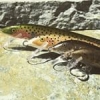 Et le 7ème jour, Lauri inventa l'Original Floating.. Grâce lui soit rendue ! #Rapala #lure #fishing #trout #theculturefish