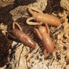 Dignes successeurs et compléments des Insecter (4cm - 3g) et Dekasecter (5cm - 4,5g) de #reins , voici les Hanesecter (3,5cm - 3g): love it ! #theculturefish