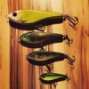 Buster Addict  #theculturefish