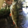 #theculturefish