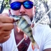 #illex #fish #reins #rinjer #rivers #aude #water #wild #theculturefish #waterismystadium #rockvibes #frenchtouchfishing #perche #perch #cool #nature #pola