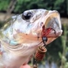 #perch #fishing #ultralight #angler #spoon #theculturefish #instafish #CTI