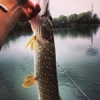 First #pike with a #float#tube#theculturefish #hardlure #spinnerbait #nice#catchandrelease #fish #fishing