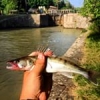 #illex #zander #sandre #bebe #microjig #berkley #shimano #nokill #nature #catchandrelease #spinnîng #theculturefish #frenchtouchfishing #reins #sun #sauvage #canaldumidi #aude #waterismystadium #water #wild #UL #ultralegers