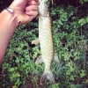 Little #pike on the #spinnerbait #theculturefish #fish#fishing#hardlure #sun